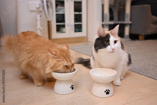 Obraz 2匹で一緒に仲良くご飯を食べる猫（マンチカンとメインクーン）