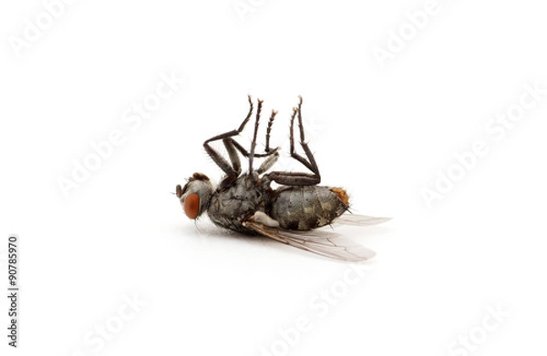 Obraz Dead Fly Izolowany na białym tle