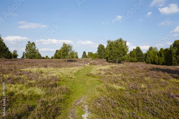 Fototapeta Lüneburger Heide - Landschaft