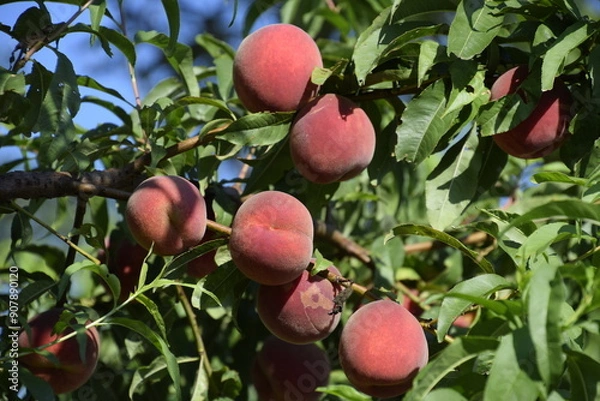 Fototapeta Bright red peach fruits on branches of the tree.