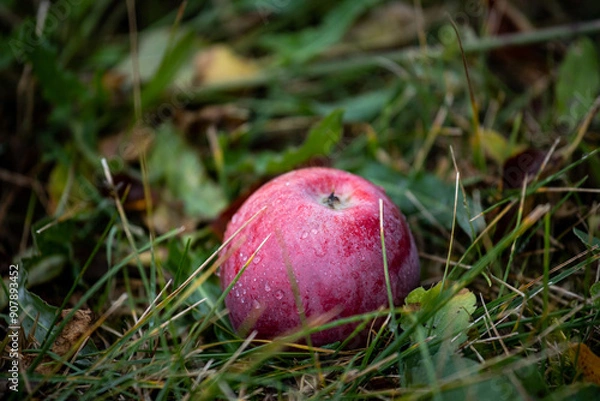 Fototapeta Red apple in the grass. Raindrops on apple. Wet apple after rain. Autumn harvest of apples.