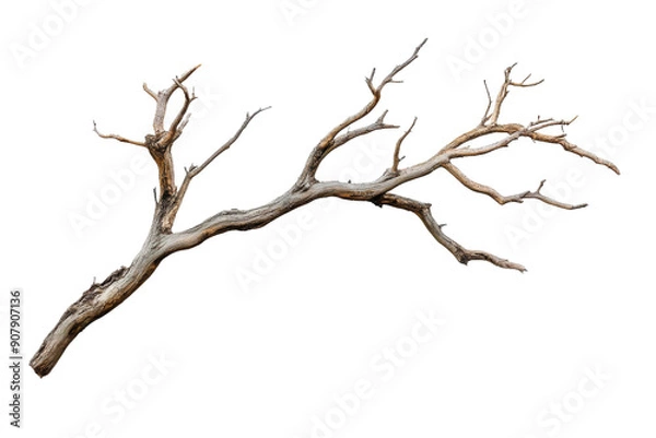 Obraz A dry tree branch with intricate shapes and textures is isolated against a white background, showcasing its natural beauty and unique form