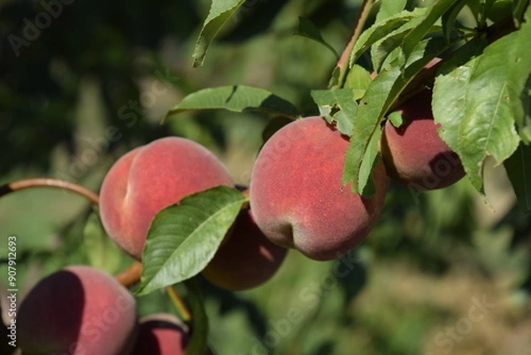 Fototapeta Bright red peach fruits on branches of the tree.