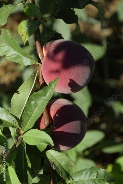 Fototapeta Bright red peach fruits on branches of the tree.