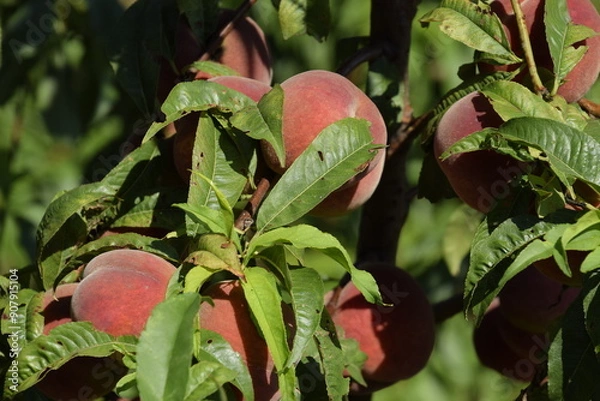 Fototapeta Bright red peach fruits on branches of the tree.