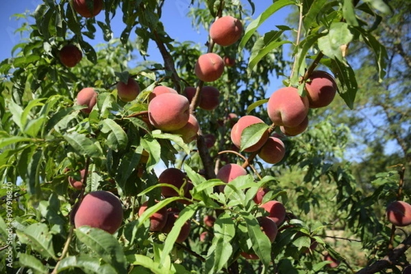 Fototapeta Peach tree in garden with juicy red ripe fruits