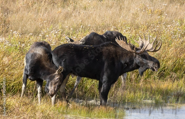 Fototapeta Bull and Cow Moose Rutting in Wyoming in Autumn