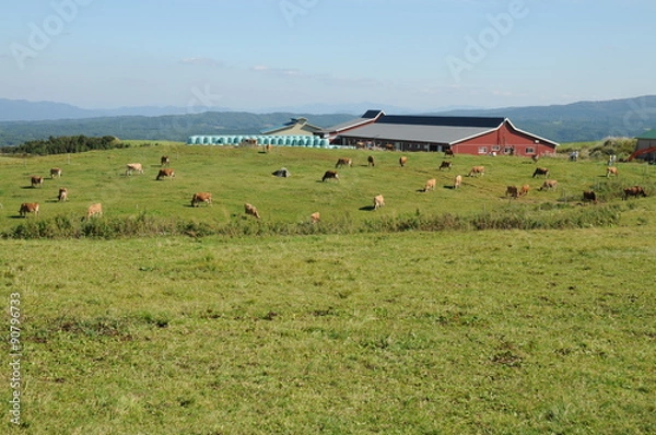 Fototapeta 牧場