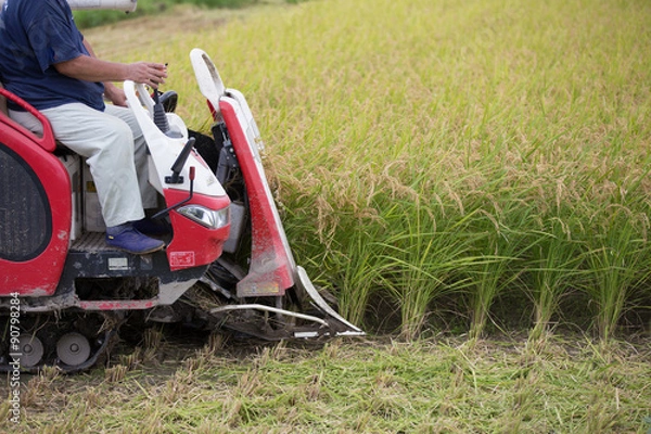 Fototapeta 稲刈り