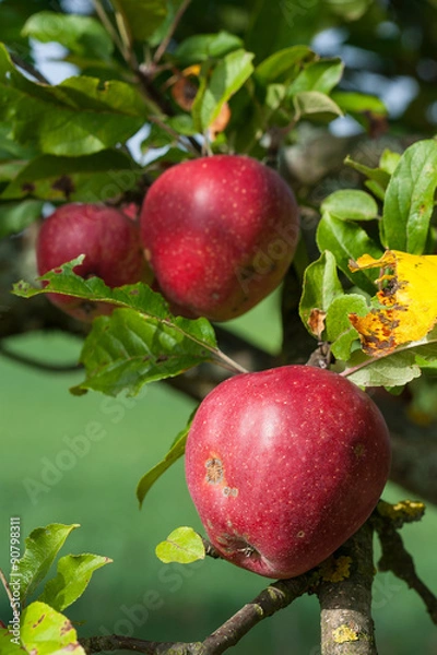 Fototapeta Roter reifer Apfel mit Laub am Baum -  Malus domestica