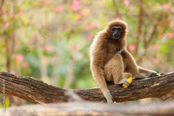 Fototapeta gibbon
