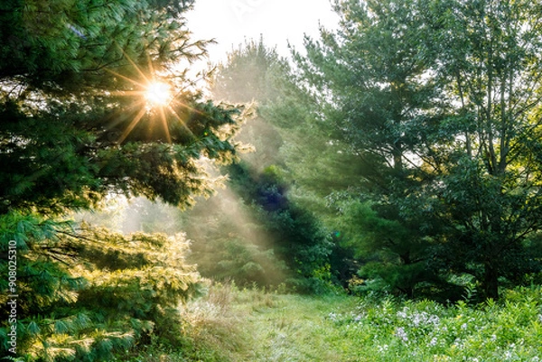 Fototapeta A trail through pine trees with a sunburst and sun beams on a foggy morning in the summer.