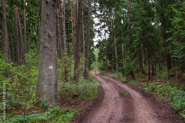 Obraz yellow trail sign on pine tree