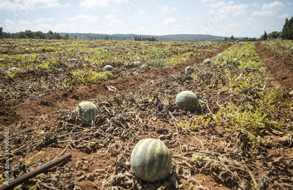 Fototapeta Watermelons crop on the in the field