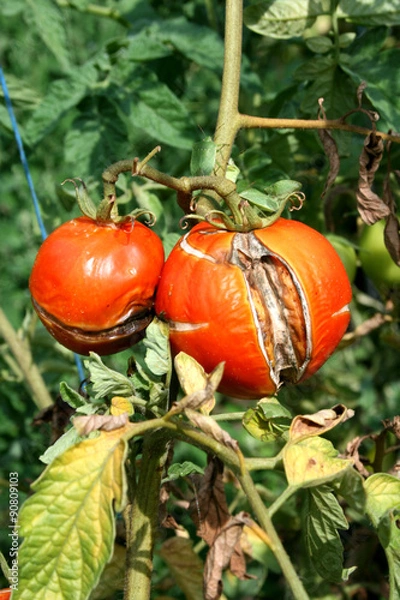Fototapeta Tomato plant disease, problems in the production