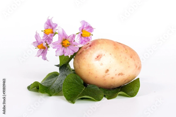 Obraz fresh ripe potatoes and flower isolated on white background
