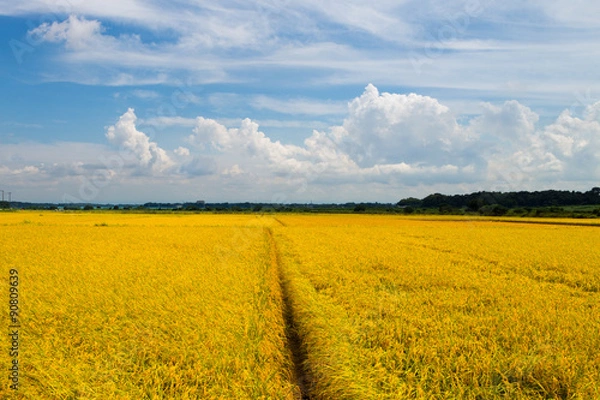 Fototapeta 田園風景