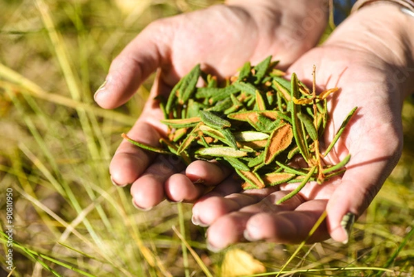 Obraz Labrador Tea
