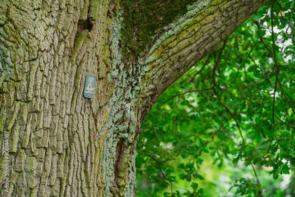 Fototapeta Close-up of the bark of an old oak tree with a badge bearing the old emblem of Poland and an inscription - Nature Monument.