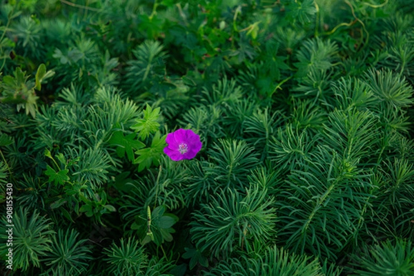 Obraz tiny vine flower
