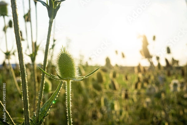 Obraz field in summer