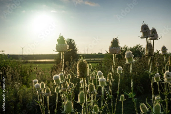 Obraz dawn at the field
