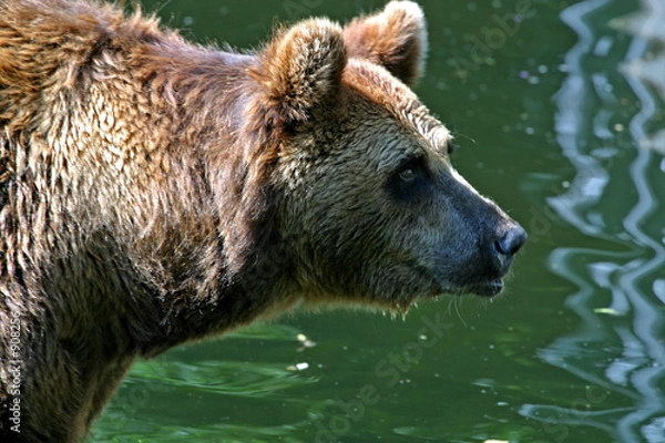 Fototapeta Nigdy wcześniej tego nie widziałem
