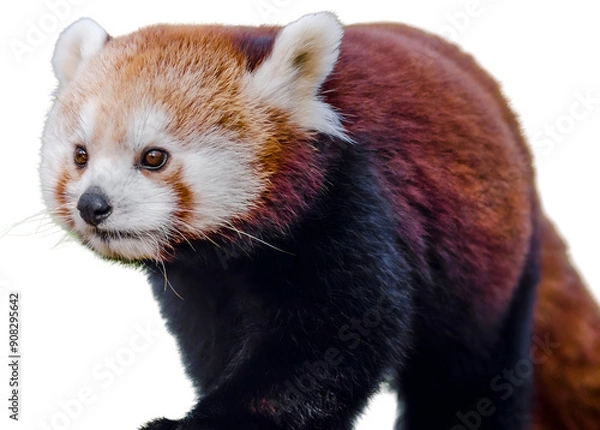Fototapeta Red panda walking with a curious look