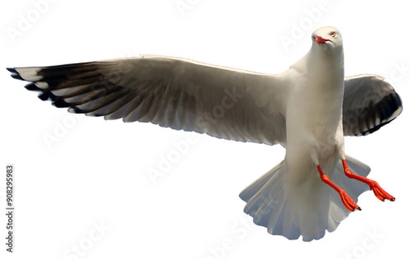 Fototapeta Seagull in flight with wings spread