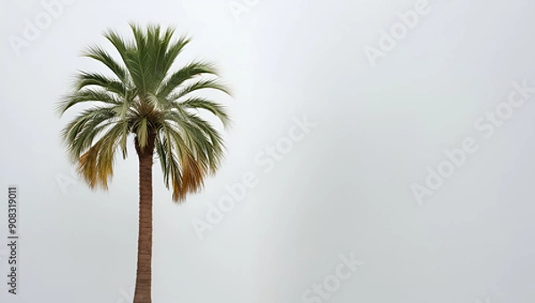 Fototapeta palm tree on white background