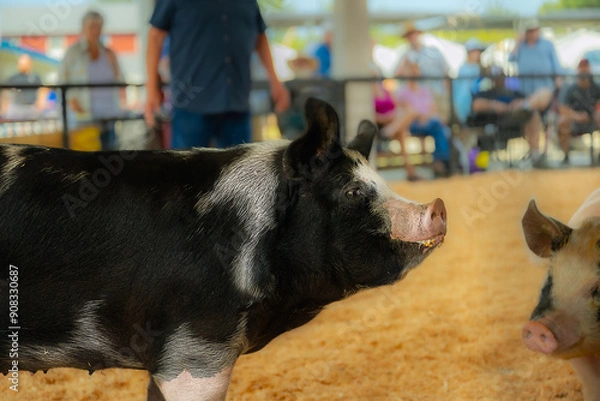 Fototapeta 2024-08-02 A PROFILE SHOT OF A LARGE BLACK AND WHITE PIG IN ASHOW RING AT THE STANWOOD CAMANO ISLAND FAIR 