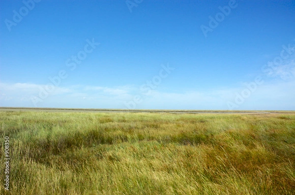 Fototapeta steppe