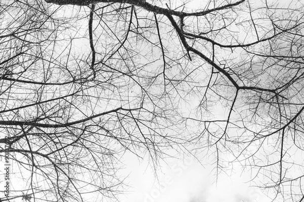 Fototapeta tree branch grunge vintage texture for natural background.
