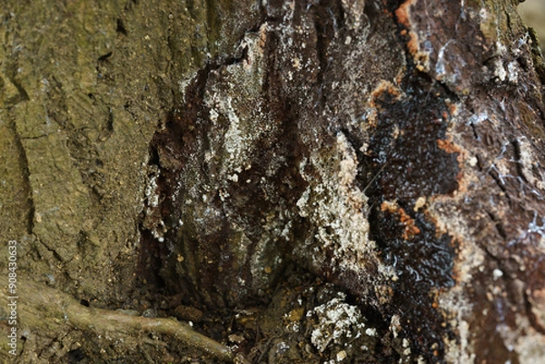 Fototapeta Phytophthora Canker.Phytophthora canker is another serious disease that affects avocado trees.