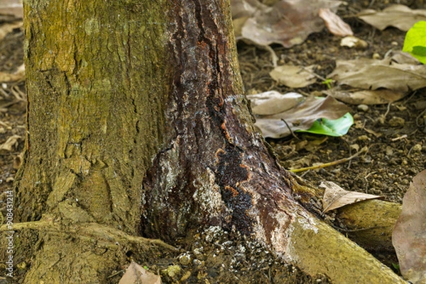 Fototapeta Phytophthora Canker.Phytophthora canker is another serious disease that affects avocado trees.