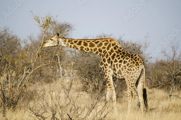 Obraz Giraffa che mangia