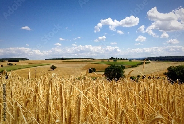 Fototapeta Roggenfeld