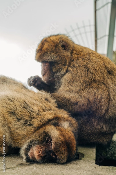 Obraz Barbary macaques in Gibraltar