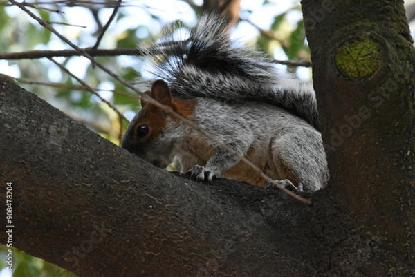 Fototapeta Squirrel