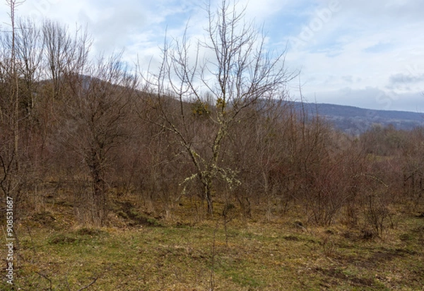 Fototapeta a forest area with damaged trees as a result of natural influences