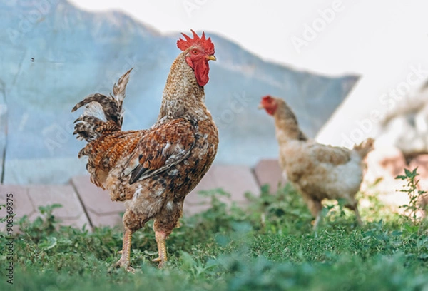 Fototapeta Rooster pictured next to a chicken in the yard