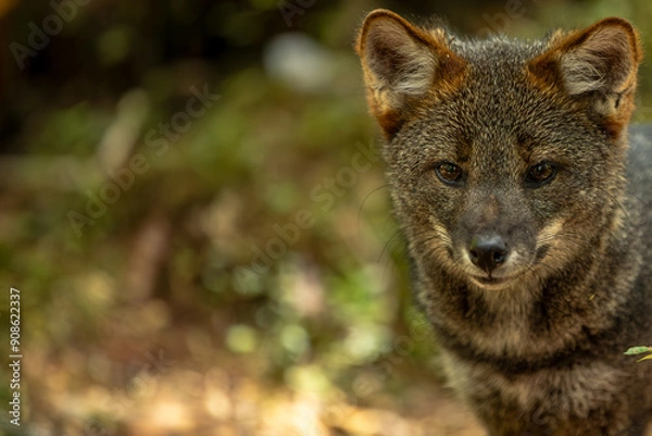 Fototapeta Darwins Fox (Lycalopex fulvipes) also known as Zorro chilote. Chiloé, Chile.