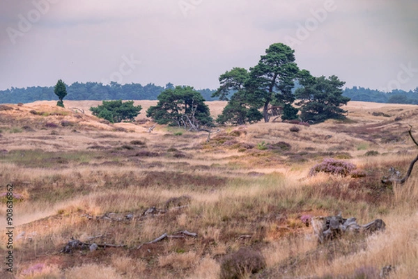 Obraz heater patches in the veluwe