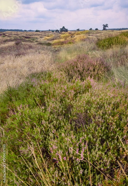 Obraz heather in the nationaal park de veluwe