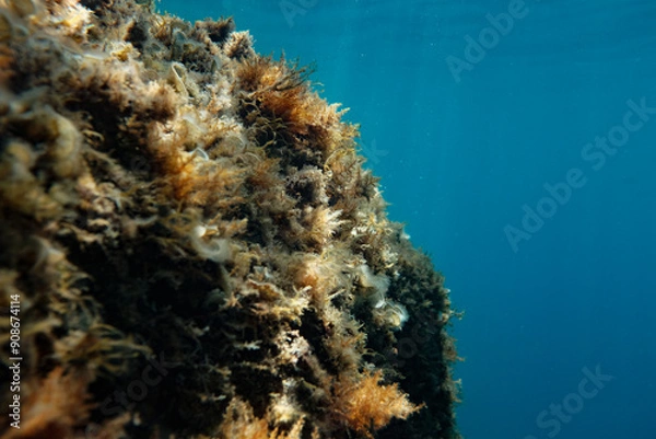 Obraz Kroatische Algen