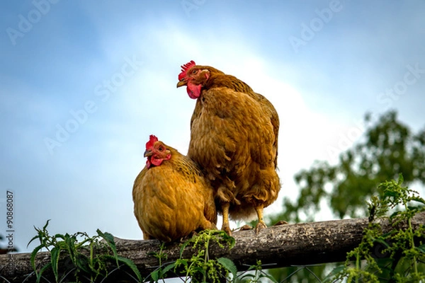 Fototapeta Two chickens on a fence in the village