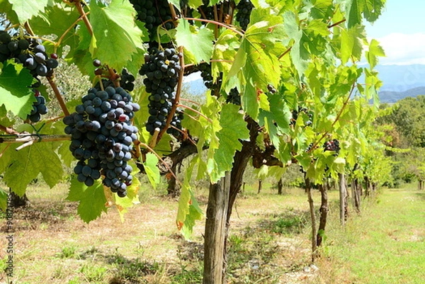 Obraz The italian vineyard