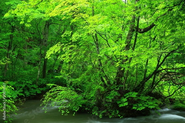 Fototapeta  奥入瀬渓流　飛金の流れ 