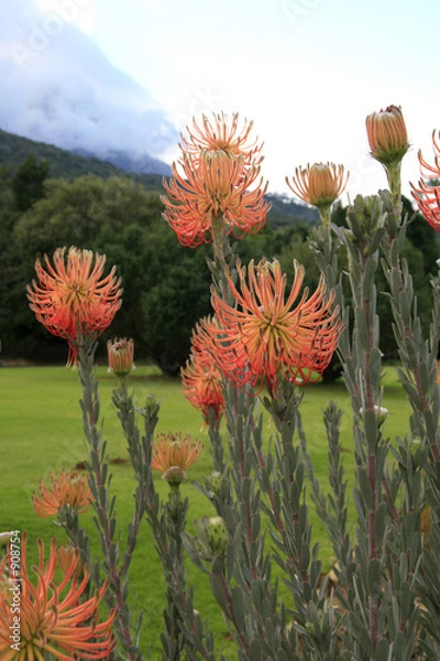 Fototapeta protea species