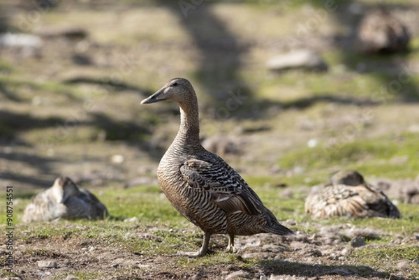 Obraz common eider